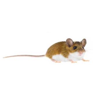 Deer Mouse on white - mouse control services provided by City Termite & Pest Control in Malvern, AR
