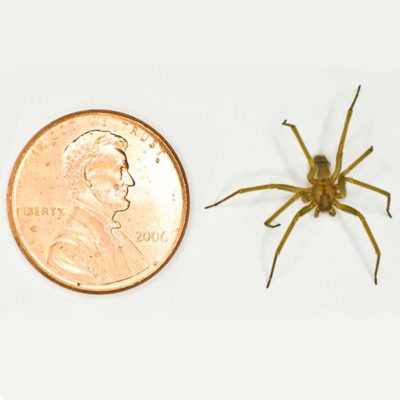 Desert Brown Spider close up comparison with coin - spider control services in Malvern, AR | City Termite & Pest Control