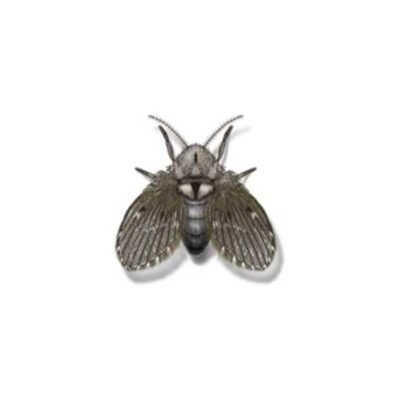 Drain fly against a white background - Keep drain flies out of your home with City Termite & Pest Control in Malvern, AR