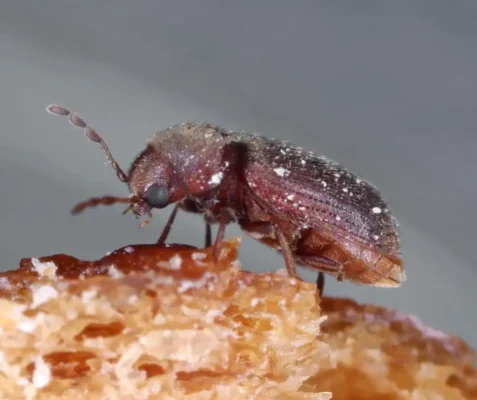 Closeup of a beetle crawling on a grain of rice - Keep beetles out of your home with City Termite & Pest Control in Malvern, AR