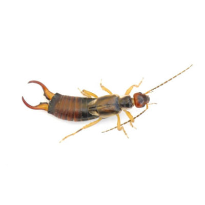 Earwig against a white background - Keep earwigs away from your home with City Termite & Pest Control in Malvern, AR