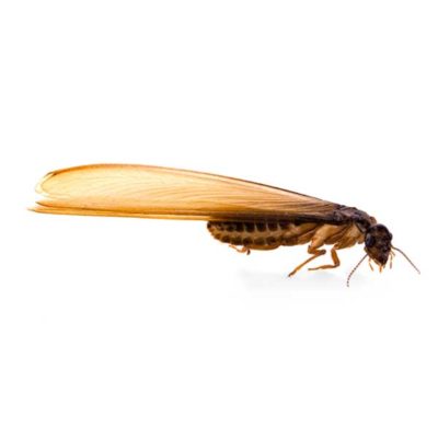 Eastern Subterranean Termite close-up from a side angle - commercial termite control in Malvern, AR | City Termite & Pest Control