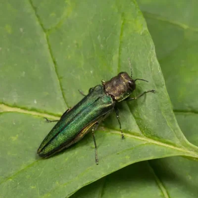 Emerald ash borer crawling on a leaf - Keep your home emeral ash borer free with City Termite & Pest Control in Malvern, AR