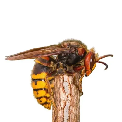 European hornet against a white background - Keep European hornets away from your home with City Termite & Pest Control in Malvern, AR