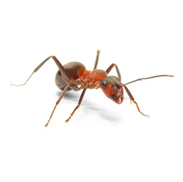 Close up of a field ant - Ant control services with City Termite & Pest Control in Malvern, AR