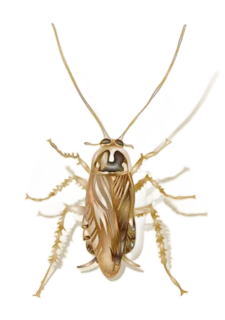 Illustration of a field cockroach on a white background - Keep pests away from your home with City Termite & Pest Control in Malvern, AR