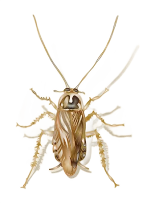Illustration of a field cockroach on a white background - Keep pests away from your home with City Termite & Pest Control in Malvern, AR