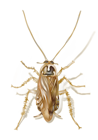 Illustration of a field cockroach on a white background - Keep pests away from your home with City Termite & Pest Control in Malvern, AR