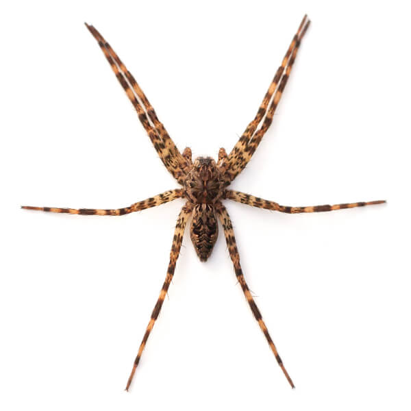 Fishing Spider with legs spread out - commercial spider control in Malvern, AR | City Termite & Pest Control