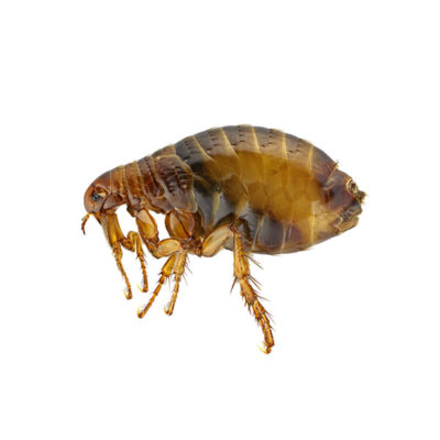 Flea against a white background - Keep fleas away from your home with City Termite & Pest Control in Malvern, AR
