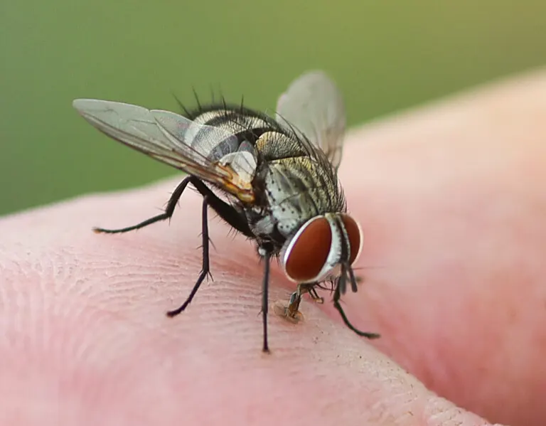 Closeup of a fly resting on a hand | City Termite & Pest Control serving Malvern, AR