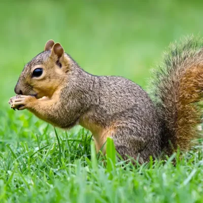 Fox squirrel in a lawn - Keep fox squirrels out of your lawn with City Termite & Pest Control in Malvern, AR