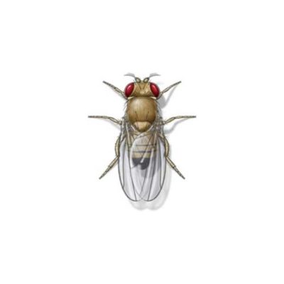 Fruit fly against a white background - Keep fruit flies out of our home with City Termite & Pest Control in Malvern, AR