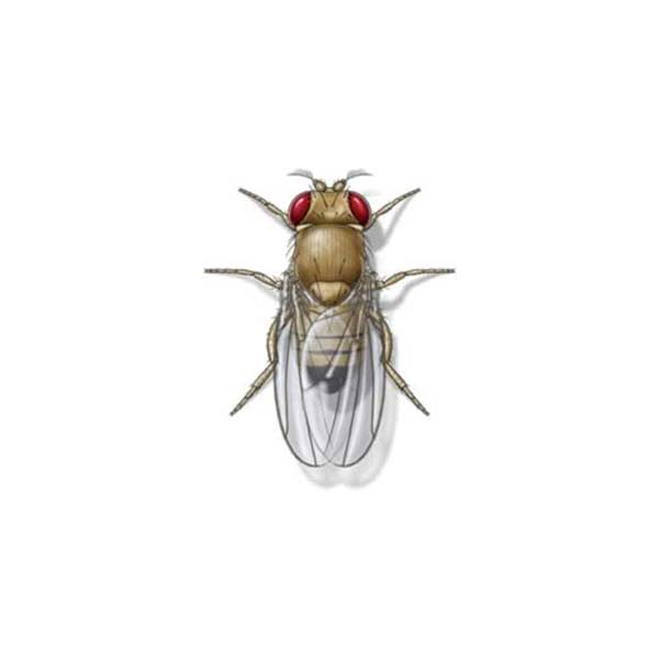 Fruit fly against a white background - Keep fruit flies out of our home with City Termite & Pest Control in Malvern, AR