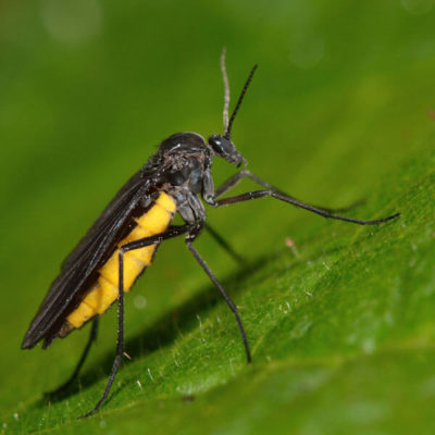 A fungus knat crawling on a leaf - Keep fungus knats out of your home with City Termite & Pest Control in Malvern, AR