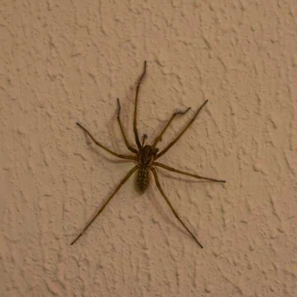 Funnel weaver spider climbing up a wall - Keep spiders out of your home with City Termite & Pest Control in Malvern, AR
