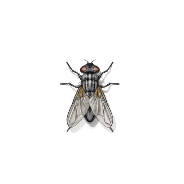 Close-up of a garbage fly - Keep flies away with City Termite & Pest Control in Malvern, AR