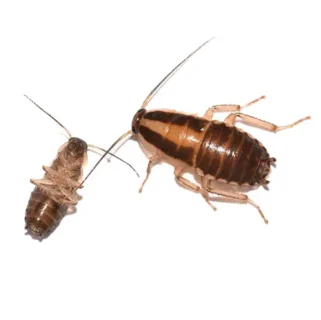 Close up of a German cockroach - roach control services with City Termite & Pest Control in Malvern, AR