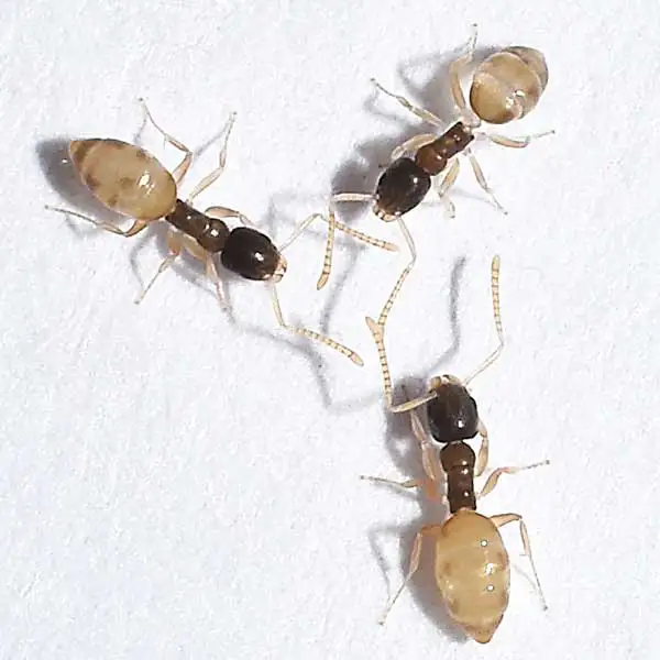 Close up of a cluster of Ghost Ants- Ant control services with City Termite & Pest Control in Malvern, AR
