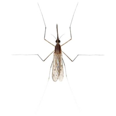 Gnat against a white background - Keep gnats away from your home with City Termite & Pest Control in Malvern, AR