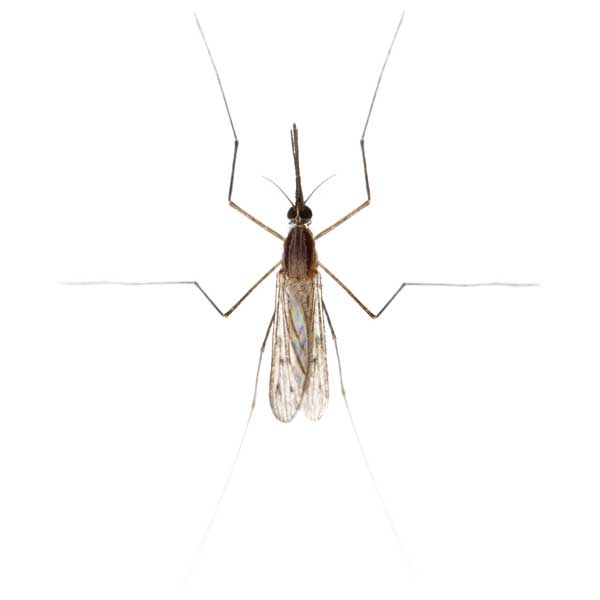 Gnat against a white background - Keep gnats away from your home with City Termite & Pest Control in Malvern, AR