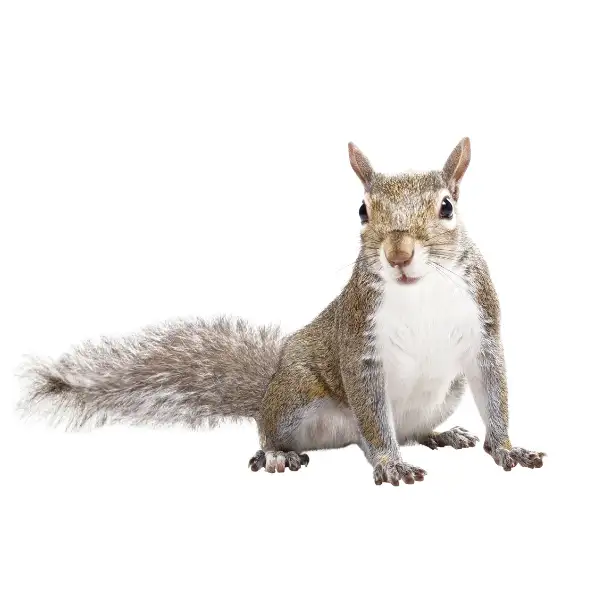 Gray squirrel against a white background - Keep gray squirrels away from your home with City Termite & Pest Control in Malvern, AR