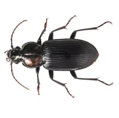 Ground beetle against a white background - Keep beetles away from your home with City Termite & Pest Control in Malvern, AR