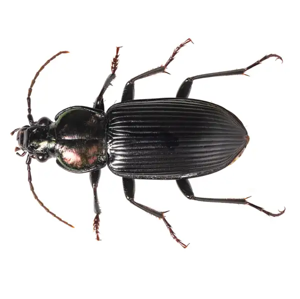 Ground beetle against a white background - Keep beetles away from your home with City Termite & Pest Control in Malvern, AR