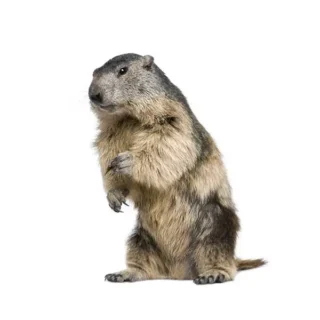 Groundhog against a white background - Wildlife control with City Termite & Pest Control in Malvern, AR