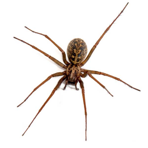 Close up of a hobo spider - Spider control services with City Termite & Pest Control in Malvern, AR