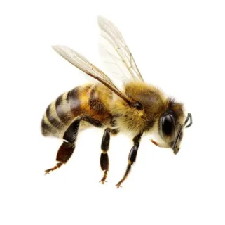 Honey bee against a white background - Keep honey bees away from your home with City Termite & Pest Control in Malvern, AR