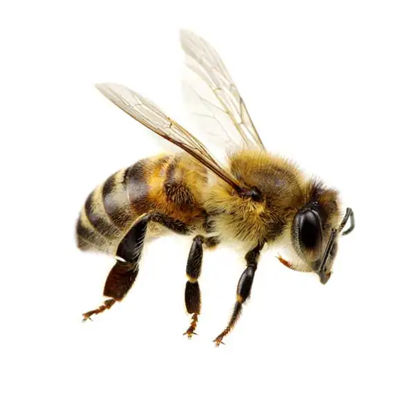 Honey bee against a white background - Keep honey bees away from your home with City Termite & Pest Control in Malvern, AR