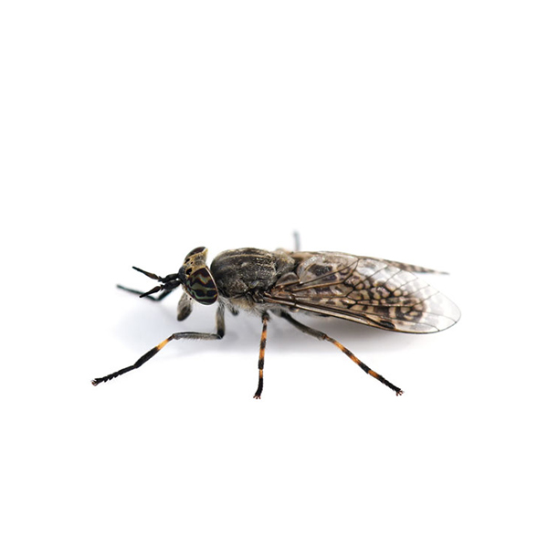Horse fly against a white background - Keep horse flies out of your home with City Termite & Pest Control in Malvern, AR