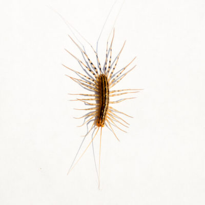 House centipede against a white background - Keep house centipedes out of your home with City Termite & Pest Control in Malvern, AR