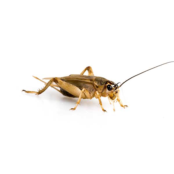 House cricket against a white background - Keep crickets out of your home with City Termite & Pest Control in Malvern, AR