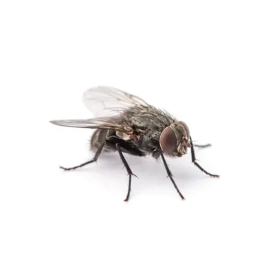 House fly on a white background - Keep flies away from your home with City Termite & Pest Control in Malvern, AR