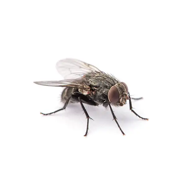 House fly on a white background - Keep flies away from your home with City Termite & Pest Control in Malvern, AR