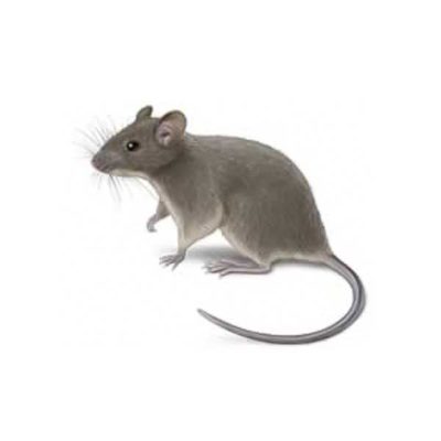 House Mouse on three feet on alert - commercial mouse control in Malvern, AR | City Termite & Pest Control