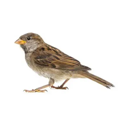House sparrow against a white background - Keep house sparrows away from your home with City Termite & Pest Control in Malvern, AR