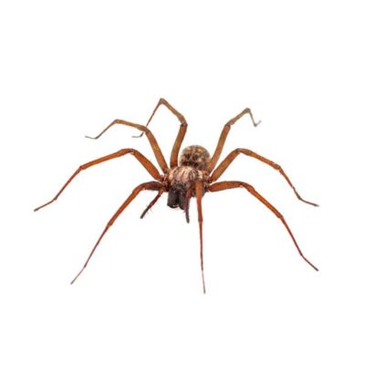 House Spider close up from the front - keep spiders away from your kitchen with City Termite & Pest Control in Malvern, AR