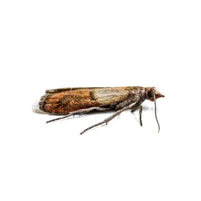 An indian meal moth against a white background - Keep moths away with City Termite & Pest Control in Malvern, AR