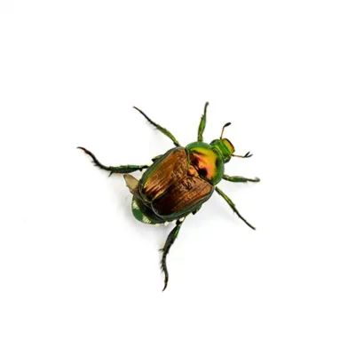 Japanese beetle on a white background  - Beetle control services with City Termite & Pest Control in Malvern, AR