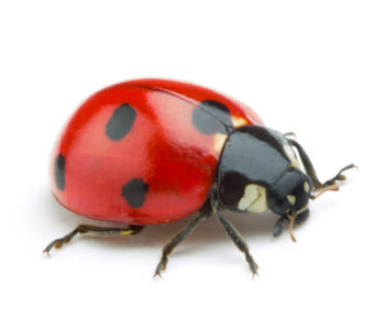 Lady bug against a white background - Keep lady bugs away from your home with City Termite & Pest Control in Malvern, AR