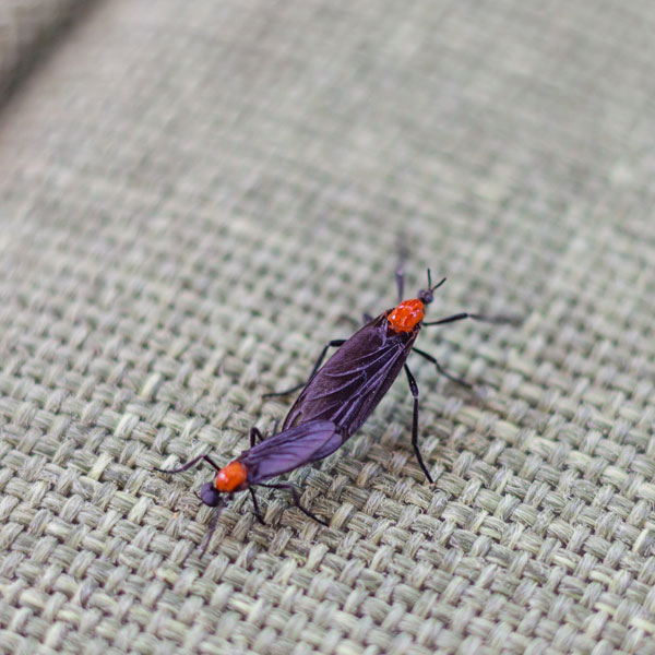 A lovebug crawling on a chair outside - Keep lovebugs away from your home with City Termite & Pest Control in Malvern, AR