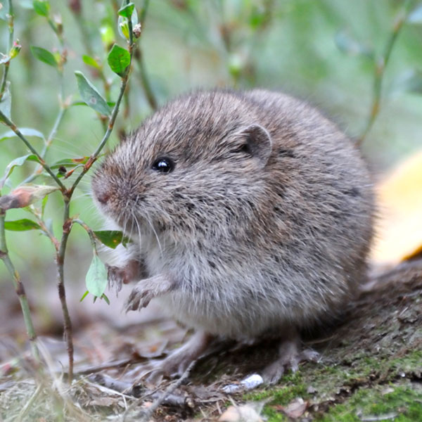 Meadow Vole up close outdoors - commercial vole control in Malvern, AR | City Termite & Pest Control