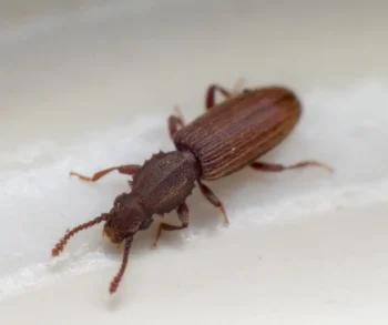 Close up of a merchant grain beetle on a counter - Keep beetles away with City Termite & Pest Control in Malvern, AR