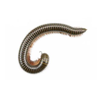 Millipede against a white background - Keep millipedes out of your home with City Termite & Pest Control in Malvern, AR