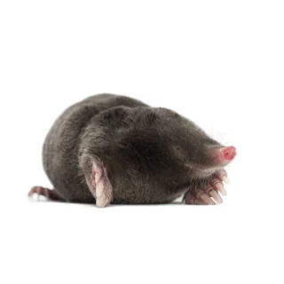 Close up of a mole - Mole control services with City Termite & Pest Control in Malvern, AR