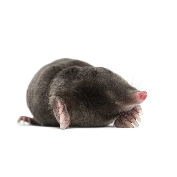 Close up of a mole - Mole control services with City Termite & Pest Control in Malvern, AR
