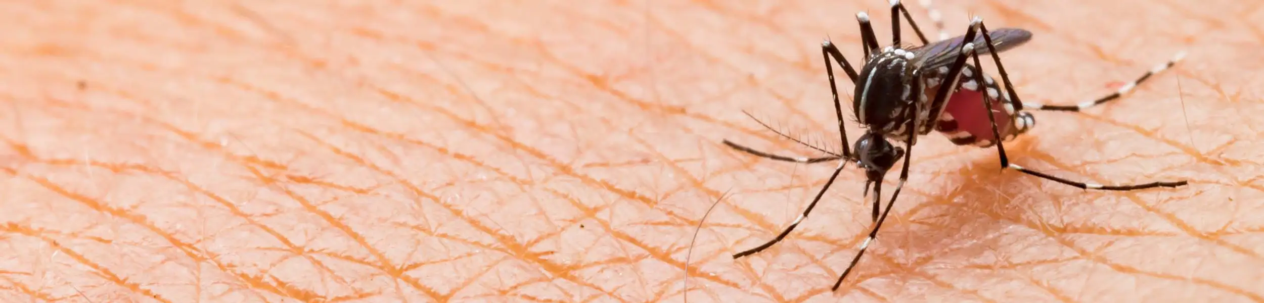 Closeup of a mosquito biting skin | City Termite & Pest Control serving Malvern, AR